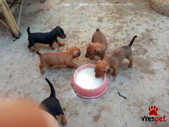 Ράτσα: Πίντσερ - Pinscher | Ηλικία: 2 μηνών | Φύλο: Θηλυκό | Αρ. Microchip: 941000022786160 | Ιδιώτης | Περιοχή: Κρήτη